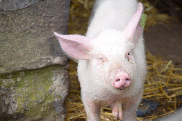 Rosa Schweinchen mit einer nassen Schnauze mit Schmutz darauf.