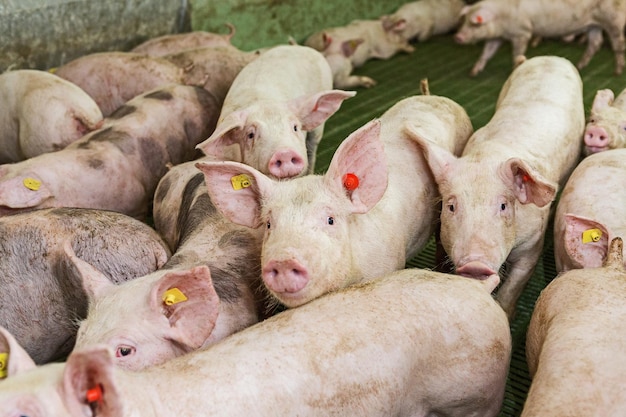 Rosa Schweine auf dem Bauernhof Schweine auf dem Bauernhof Fleischindustrie Schweinehaltung, um den wachsenden Fleischbedarf zu decken