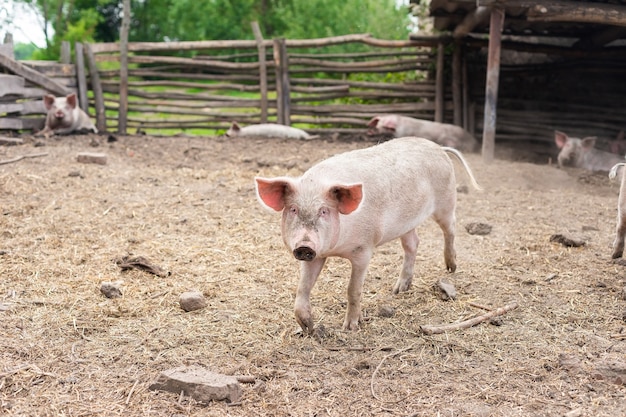 Rosa Schweine auf dem Bauernhof. Schweine auf dem Bauernhof. Fleischindustrie. Schweinehaltung zur Deckung des steigenden Fleischbedarfs