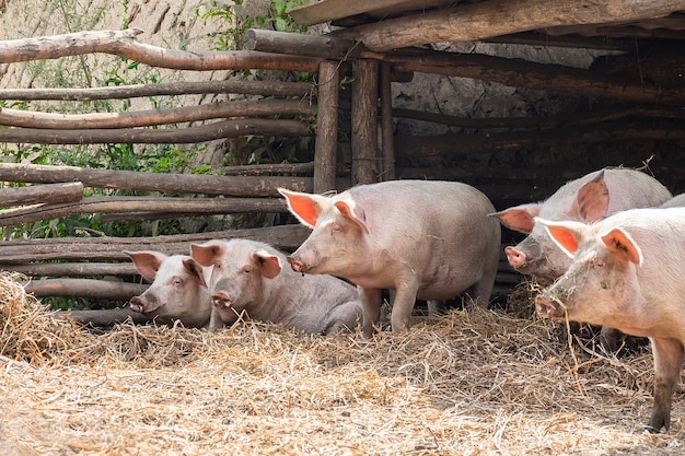 Rosa Schweine auf dem Bauernhof. Schweine auf dem Bauernhof. Fleischindustrie. Schweinehaltung zur Deckung des steigenden Fleischbedarfs