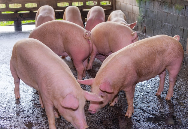 Rosa Schweine der Züchter auf einem Bauernhof in der Landschaft