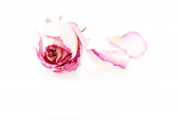Rosa seca com pétalas em branco