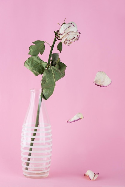 Rosa seca em um vaso com uma flor abaixada e pétalas caindo em um fundo rosa