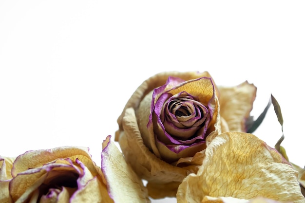 Foto rosa seca sobre fundo branco botão de rosa seco em branco são os botões do herbário