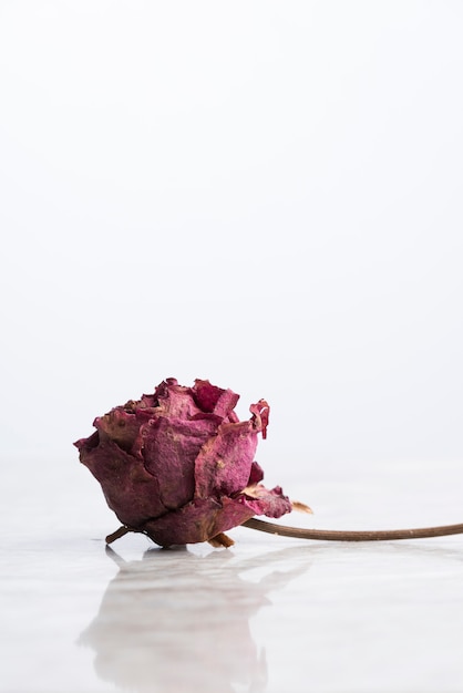 Rosa seca sobre mármol con reflejo en vertical