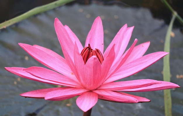 Rosa Seerose-Blume, die im Teich blüht