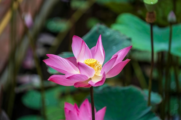Rosa Seerose Blume Lotusblüte in Vietnam Nahaufnahme