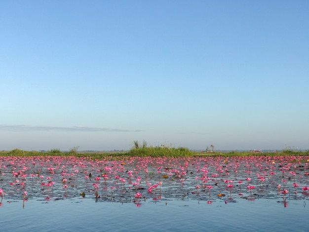 Rosa Seerose mit purpurroten Blumen blühen auf Seehintergrund