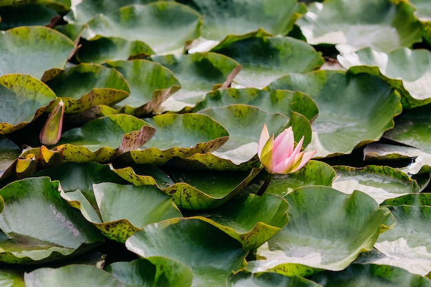 Rosa Seerosen in einem Teich in der Blüte