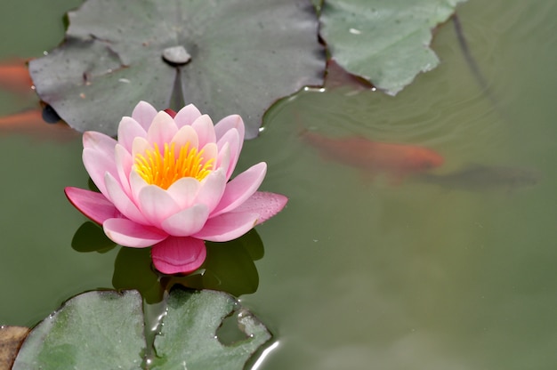 Rosa seerosenblume, die im teich mit schwimmendem koi-fisch blüht