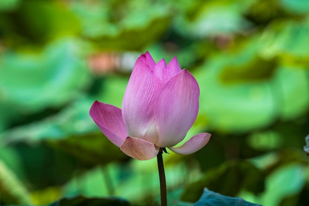 Rosa Seerosenblume. Lotusblume in Vietnam. Nahansicht