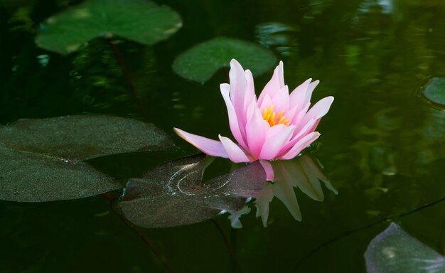 Rosa Seerosenblume Nymphaea lotus. Wasserpflanze.