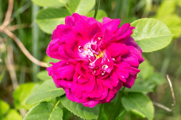 Rosa selvagem de perto