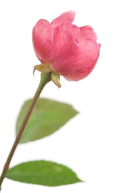 Rosa selvagem isolada em branco