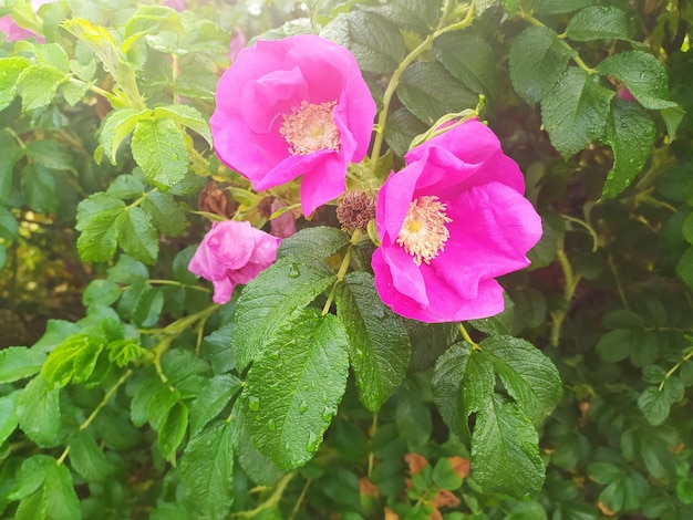 Rosa selvagem no jardim Foto macro de flores para romance e amor Bela natureza