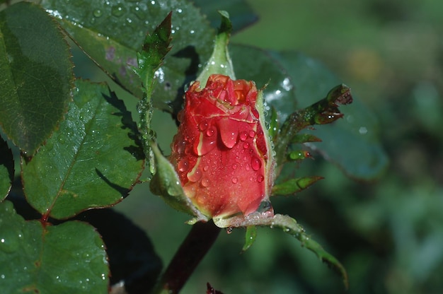 Rosa solitária após a chuva em macro.