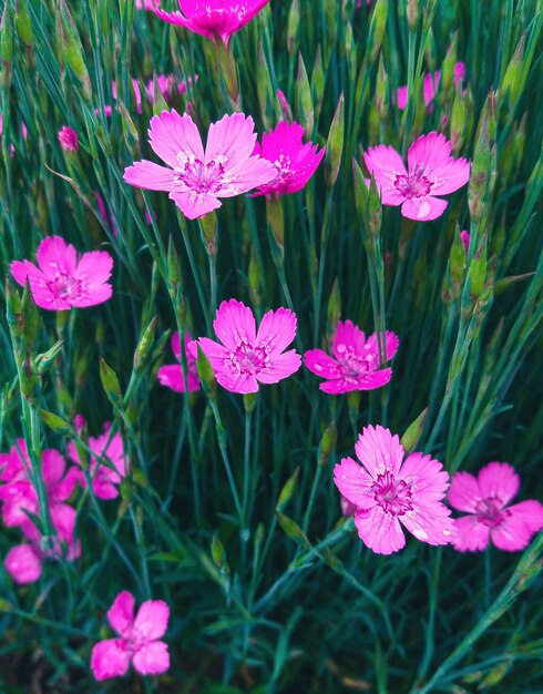 Rosa solteira - flores rosa magenta de Dianthus deltoides, close-up