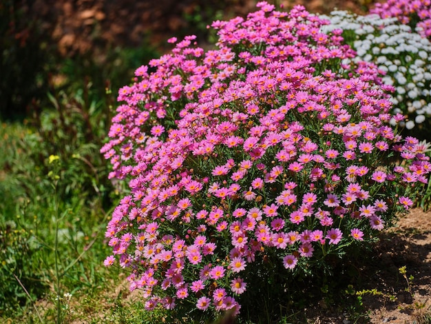 Rosa Sommerblumen an einem sonnigen Tag