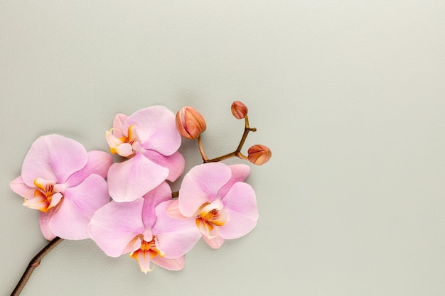Rosa Spa-Orchidee-Thema-Objekte auf pastellfarbenem Hintergrund.
