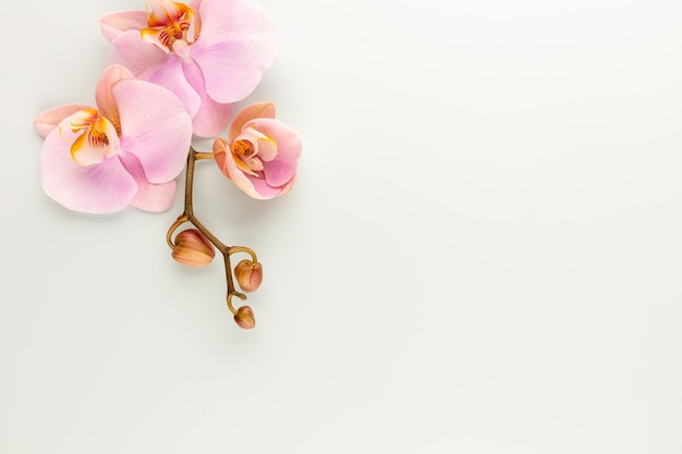 Rosa Spa-Orchidee-Thema-Objekte auf pastellfarbenem Hintergrund.