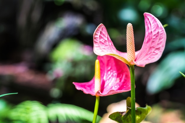 Rosa Spadixblume im Regenwaldabschluß oben, Flamingolilie, rosa Anthurium andreanum Blume