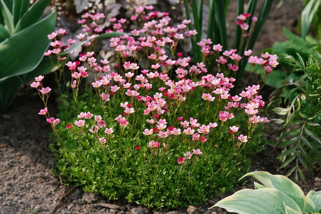 Rosa Steinbrech blüht im Frühling im Garten