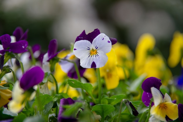 Rosa Stiefmütterchenblühen