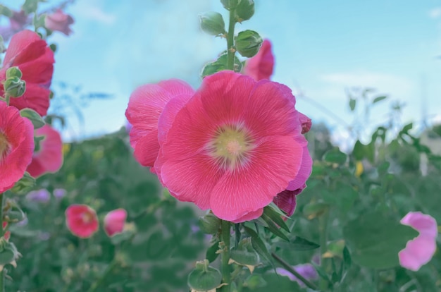 Rosa Stockrose- oder Althaea rosea-Blumenblüten