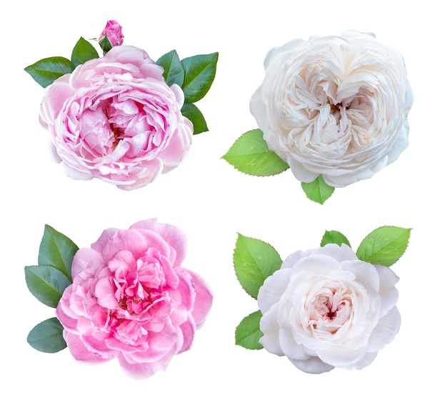 Rosa suave y rosa blanca