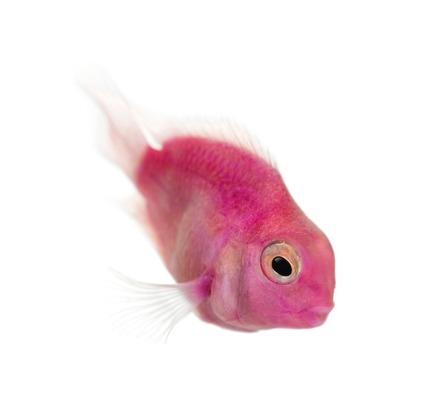 Foto rosa süßwasserfisch, der unten schwimmt, lokalisiert auf weiß
