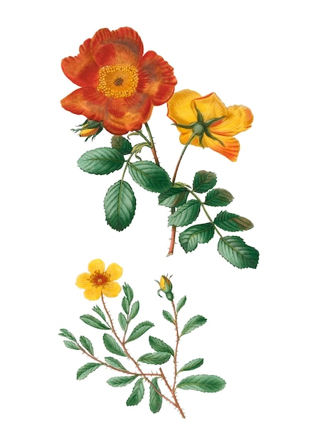 La rosa de Sweetbriar y la rosa de Hulthemia son png transparentes