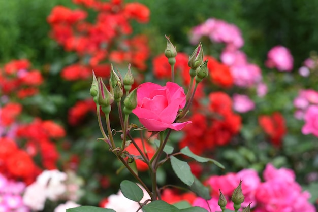 Rosa de té con capullos sobre fondo verde