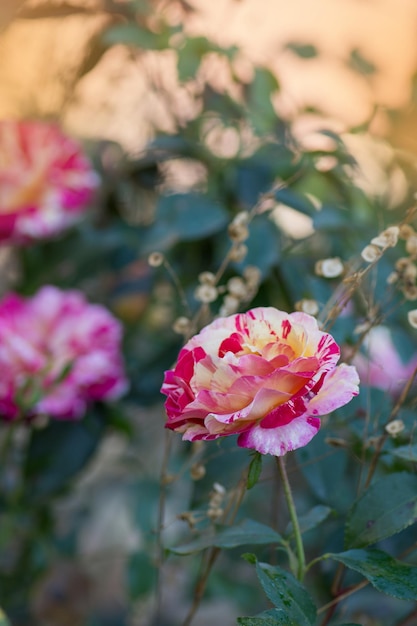 Rosa de té híbrida amarilla y roja a rayas Claude Monet Rosas de Claude Monet