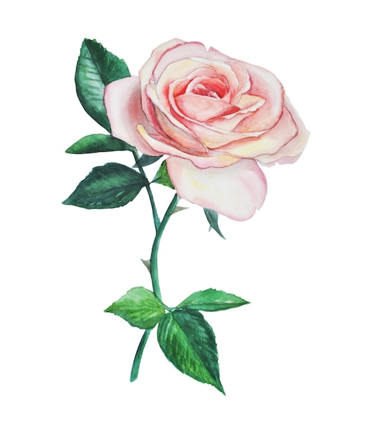 Rosa de té. ilustración botánica acuarela