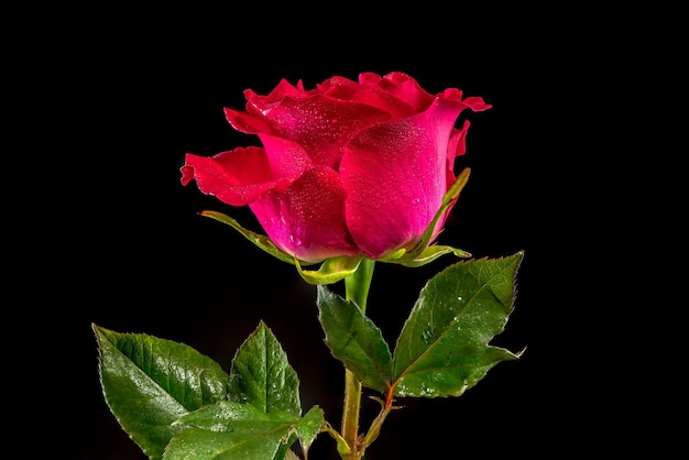 Rosa de té rojo sobre un fondo negro