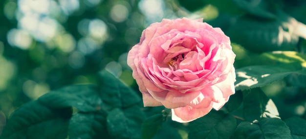Rosa de té rosa en un jardín de verano verde