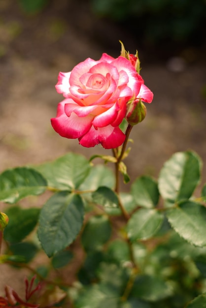 Rosa de té rosa en el jardín de verano