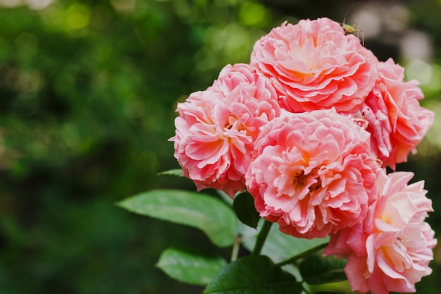 Rosa Teerosen im Garten