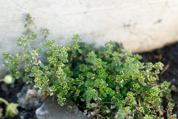 Rosa Thymianblume im ländlichen Garten Thymus blüht auf sonniger Sommerwiese Artenvielfalt und Landschaftsgestaltung Gartenblumenbeete Kräuter