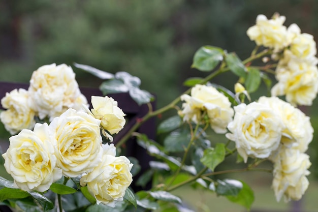 Una rosa trepadora blanca nostálgica floreciente en un enrejado de madera marrón en un hermoso jardín de verano