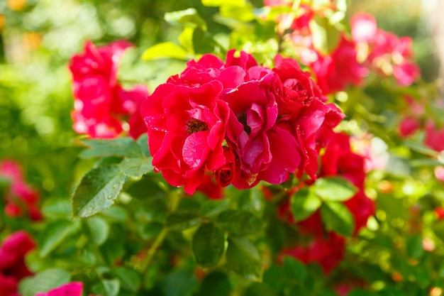 Rosa trepadora púrpura en un arbusto al sol