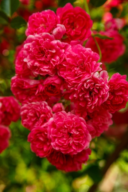 Rosa trepadora roja clara en un arbusto al sol