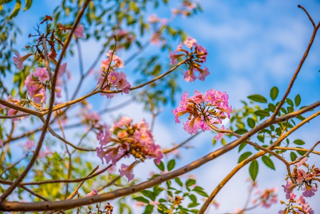 Rosa Trompete oder rosa Tabebuia-Blüte