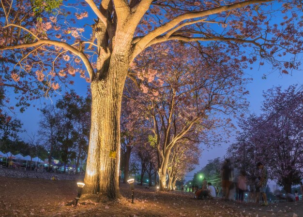 Rosa Trompete Strauch Baumblume Rosa Baum offenes Licht schön in der Nacht