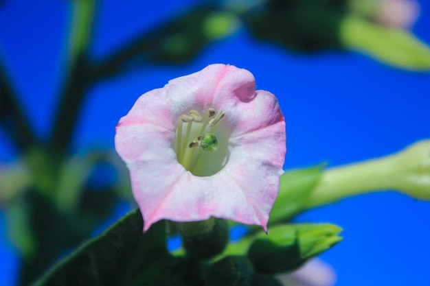 Foto rosa trompetenblume auf hintergrund des blauen himmels