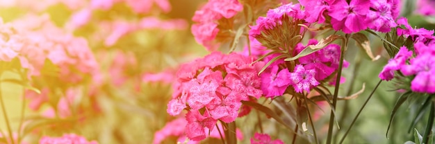 Rosa türkische Nelkenbuschblume in voller Blüte auf einem Hintergrund von verschwommenen grünen Blättern und Gras im Blumengarten an einem Sommertag. Banner. aufflackern