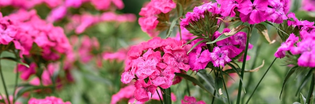 Rosa türkische nelkenbuschblume in voller blüte auf einem hintergrund von verschwommenen grünen blättern und gras im blumengarten an einem sommertag. banner