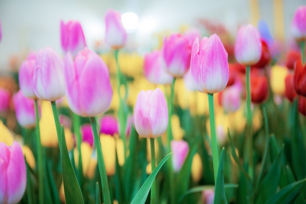 Foto rosa de tulipanes con colorido en el jardín.