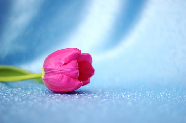 Rosa Tulpe auf blauem Hintergrund.