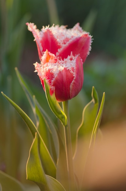 Rosa Tulpe auf dem Blumenbeet Schöne Tulpe mit Frotteefransen